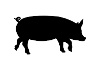 black pig